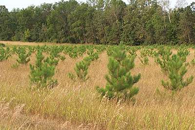 Tree Orders 2026 Photo of rows of planted trees.